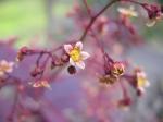 cotinus coggygria 'royal purple' 