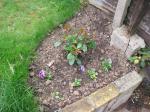 new photinia fraseri . . few pansies .  .and a half dead bramble