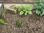 poorly looking iris . . fern, couple of grasses, hosta, and hydrangea