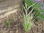 small fennel . .reed canary grass . . and sage 