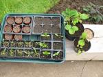 on the wall i have, french lavender, strawberries, chard, gazinia, viola, kale 