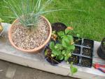 blue grass, strawberries, 1 kale grew in a tray of 6, parsley out of shot 