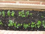 harlequin carrots 