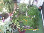 closeup of plants in shade