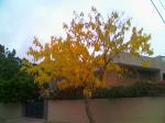 Golden Shower Tree 1