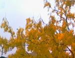 Golden Shower Tree 2