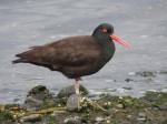 Oystercatcher