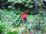 BeeBalm