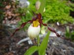 Cypripedium "Dietrich"