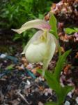 Cypripedium "Ventricosum Pastel"