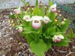 Cypripedium "Ulla Silkens"