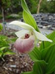 Cypripedium "Ulla Silkens"