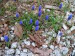 Grape Hyacinths