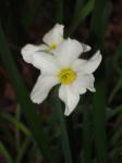 Poetus Daffodils