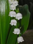 Lily of the Valley