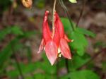 red columbine