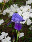 Iris with white azaleas in background