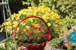 Flowers around the patio...