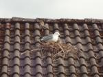 Roof gull and babies