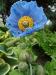 Meconopsis betonicifolia