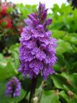 Dactylorhiza