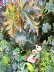 Lovely bronze coloured foliage