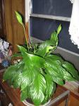 Peace Lily