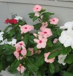 Vincas