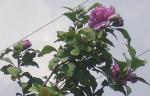 Rose of Sharon