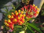 Mexican Butterfly Weed