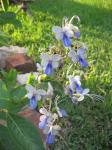 Blue Butterfly Bush