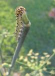 Black Swallowtail Caterpillar