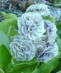 Primula auricula 'Susannah' 