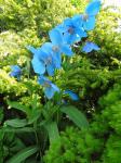 Meconopsis  "Lingholm"