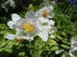 Meconopsis betonicifolia white