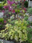 Aquilegia variegated foliage