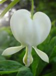 Lamprocapnos spectabilis white