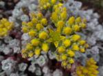 Sedum