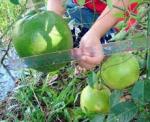 Ginormous lime of Thailand