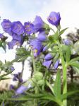 Polemonium caeruleum