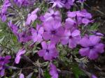 Phlox X procumbens "Variegata"