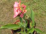 pink canna