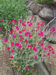 Lychnis coronaria (rose campion)