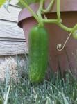 my 1st cucumber!