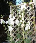 Double white hollyhocks