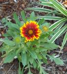 gaillardia.