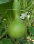 I can't get over how fast the gourds grow.