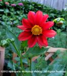 Unwin's Dwarf Dahlia