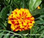 French Marigold, Sparky