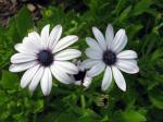 Osteospermum